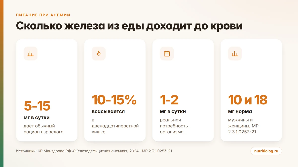 Сколько железа даёт рацион и сколько из него усваивается: нормы 10 и 18 мг в сутки