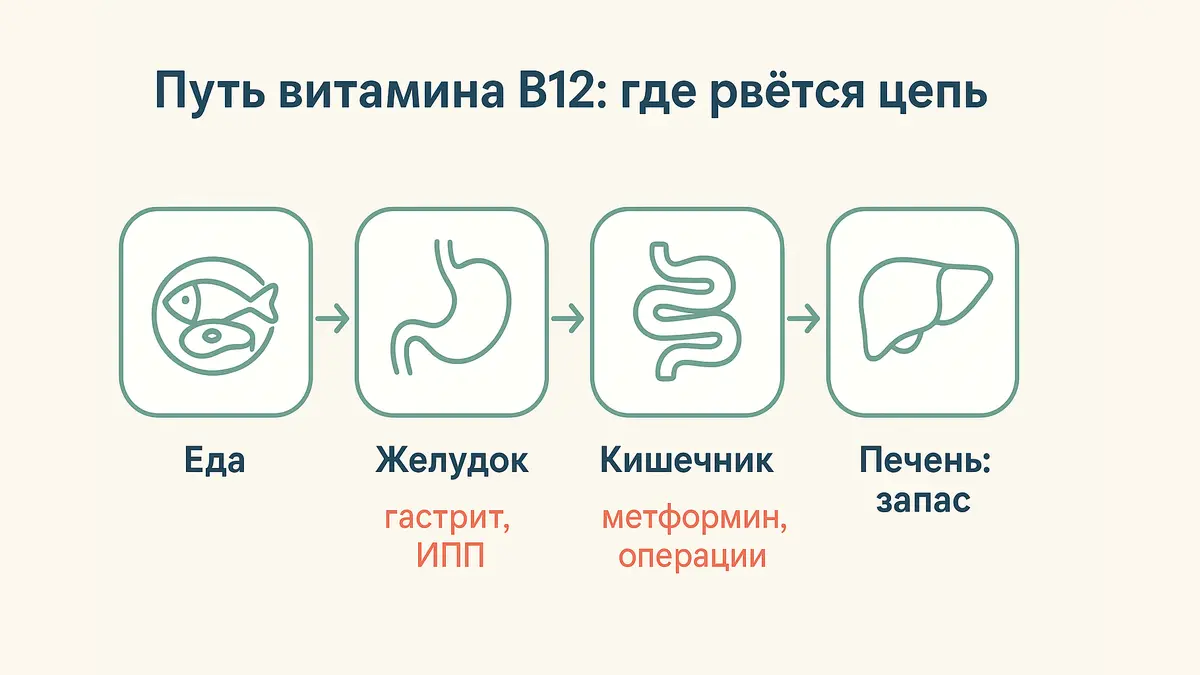Схема усвоения витамина B12: еда, желудок, кишечник и запас в печени