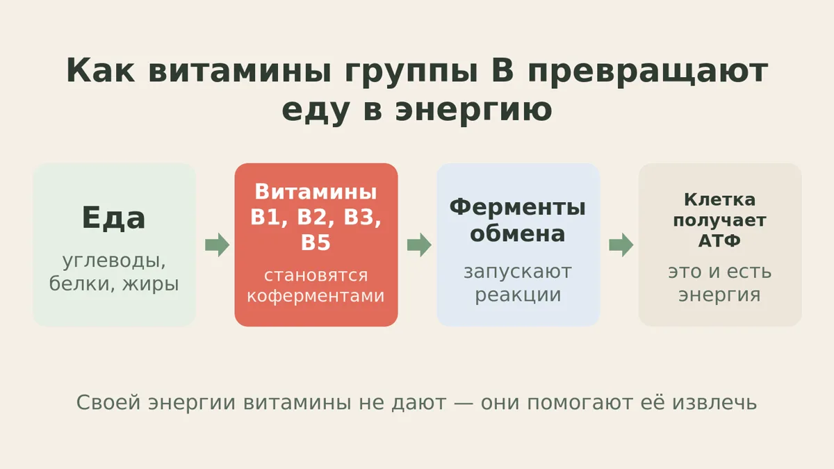 Схема: как витамины группы B работают коферментами и помогают получить энергию из еды