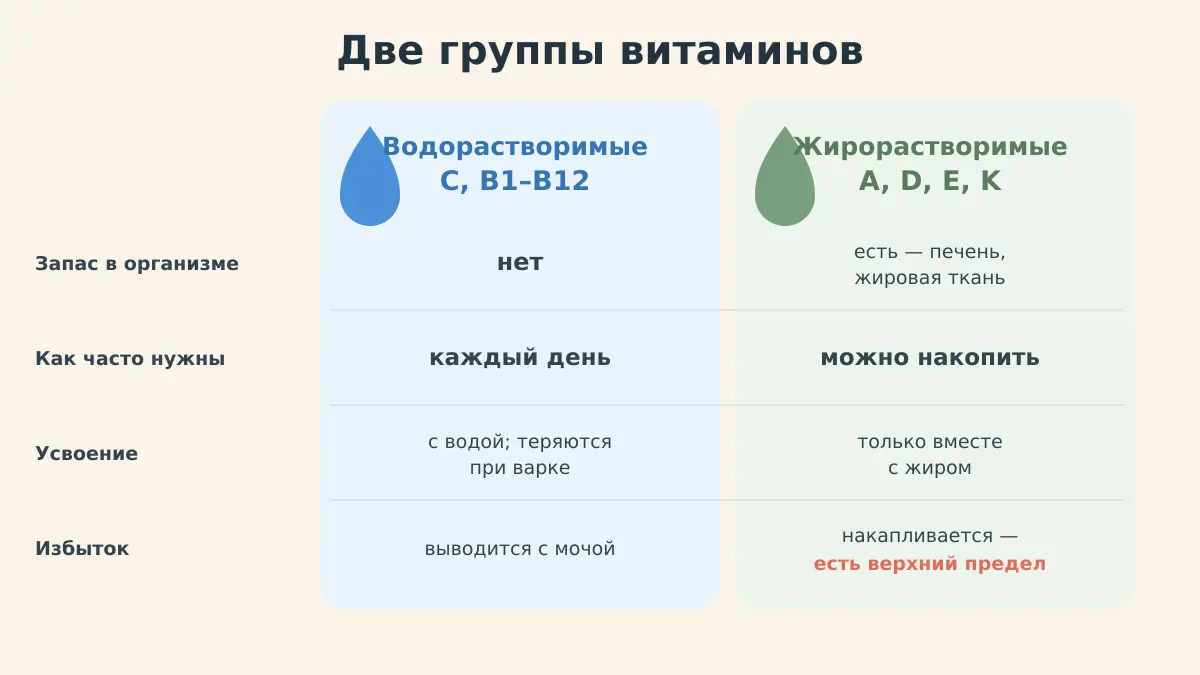 Две колонки: водорастворимые витамины C и группы B против жирорастворимых A, D, E, K — как усваиваются и что с избытком