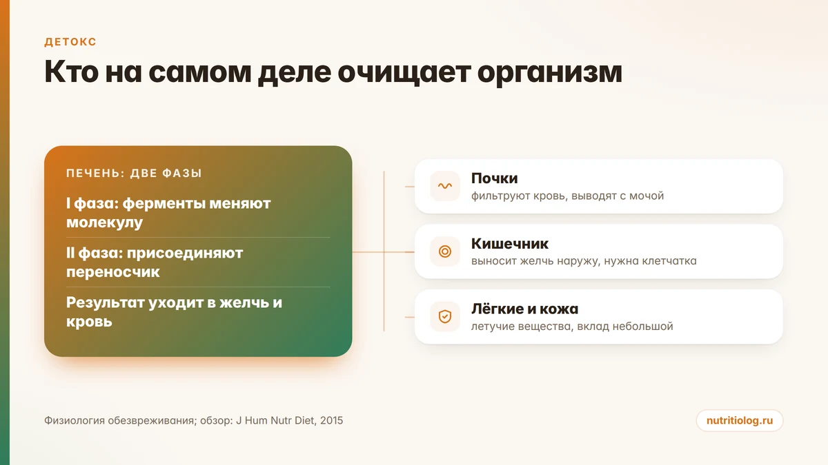 Схема: печень с двумя фазами обезвреживания, почки, кишечник, лёгкие и кожа как системы выведения