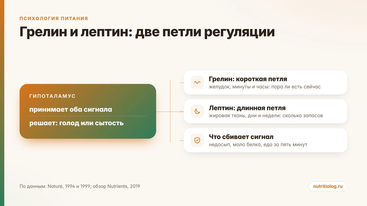 Схема: короткая петля регуляции аппетита через грелин и длинная петля через лептин